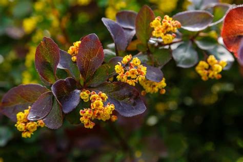 types of barberry bushes pictures